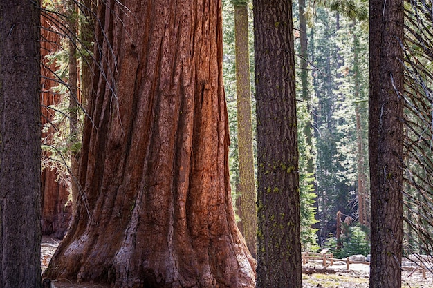 Foto riesenmammutbäume im yosemite np