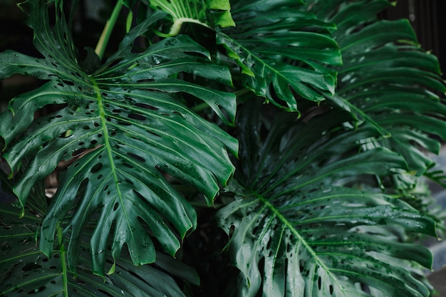 Riesenmonstera verlässt tropische Pflanze
