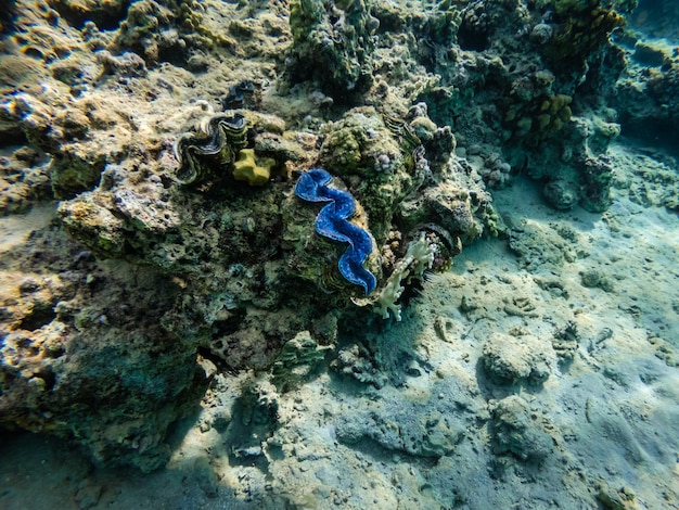 Riesenmuschel Tridacna unter Wasser im Korallenriff des Roten Meeres