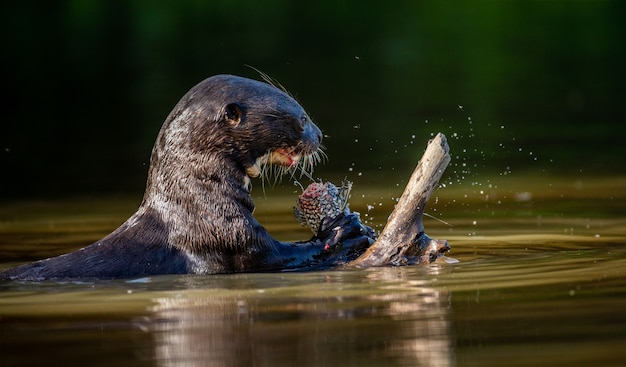 Riesenotter frisst Fisch im Wasser