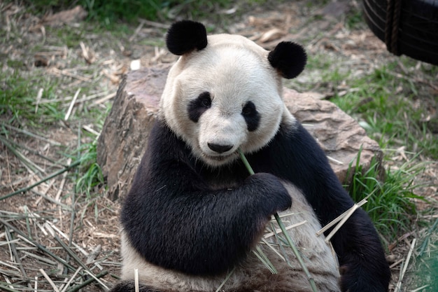 Riesenpanda