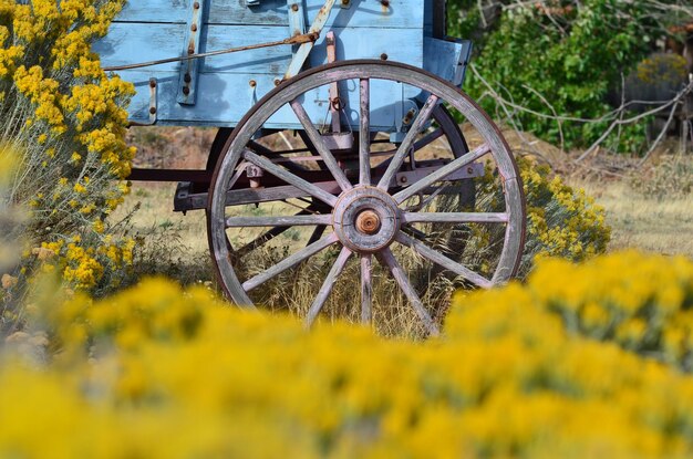 Riesenrad auf dem Feld