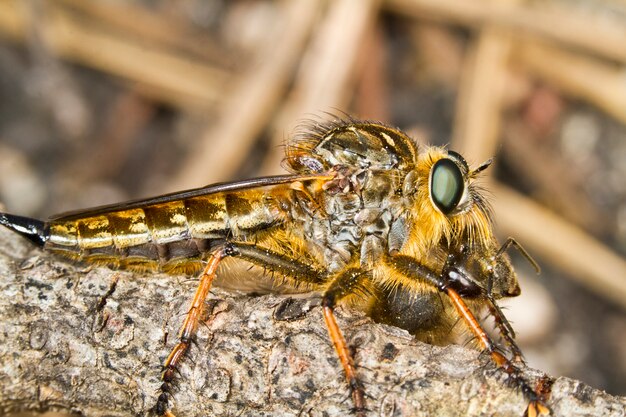 Riesenräuberfliege (Proctacanthus rodecki)