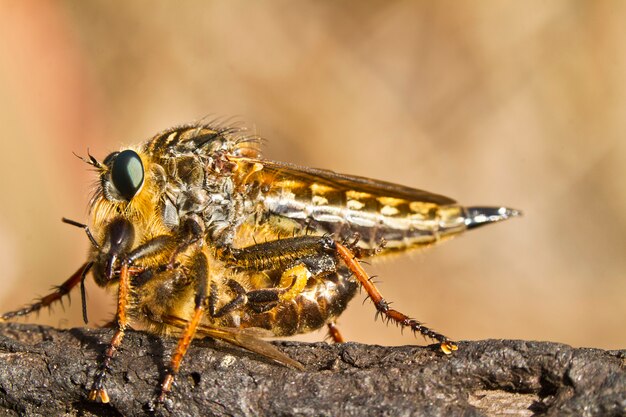 Riesenräuberfliege (Proctacanthus rodecki)