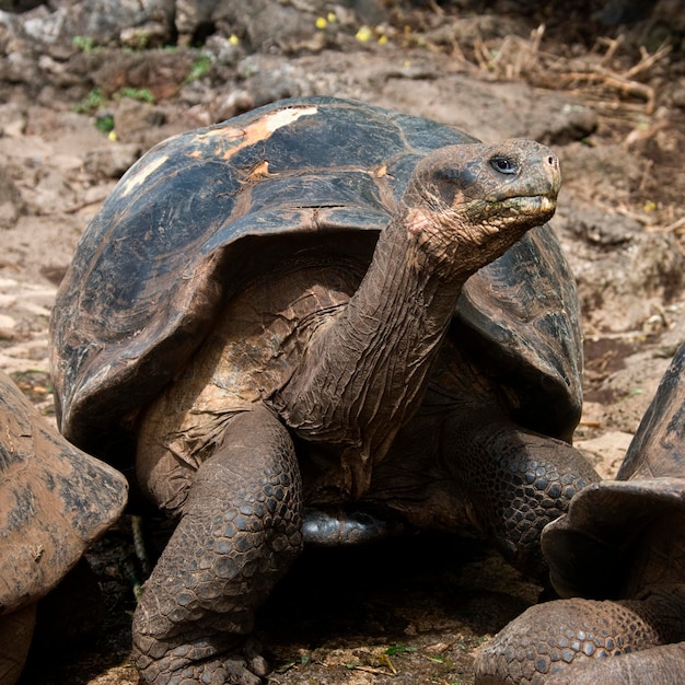 Riesenschildkröte Galapagos-Inseln