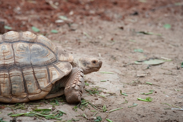 Riesenschildkröte mit Essen