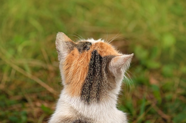 Riesgos de dejar salir al gato en el jardínPasear a los gatos en el jardín para evitar el aumento excesivo de peso