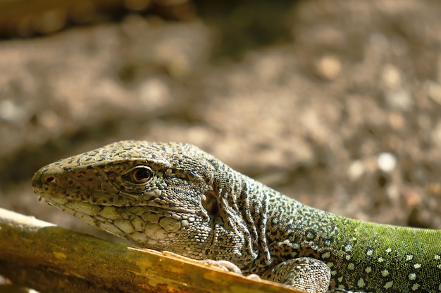 Foto riesige ameiva (ameiva ameiva)