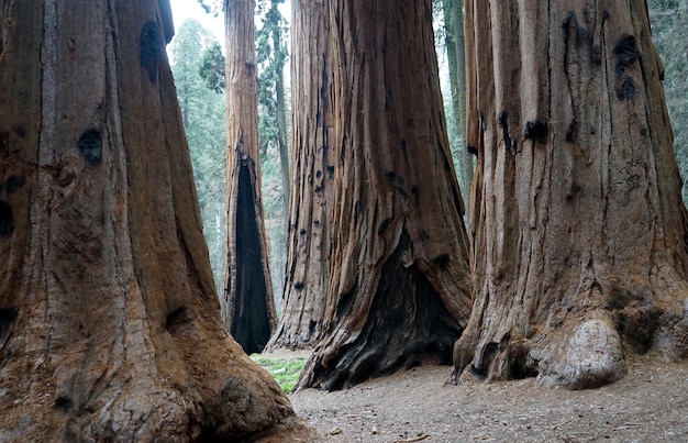 Riesige Baumstämme im Sequoia National Park Kalifornien USA