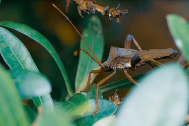 Riesige Blattfüßige Triatomee, die Käfer Makrofotografie Premium-Foto küsst