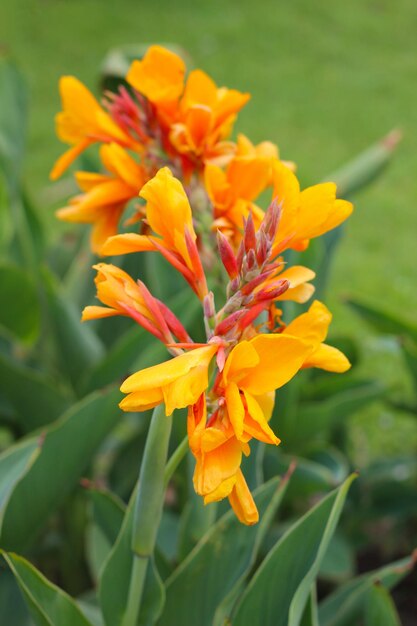 Riesige Canna-Blume mit Blättern