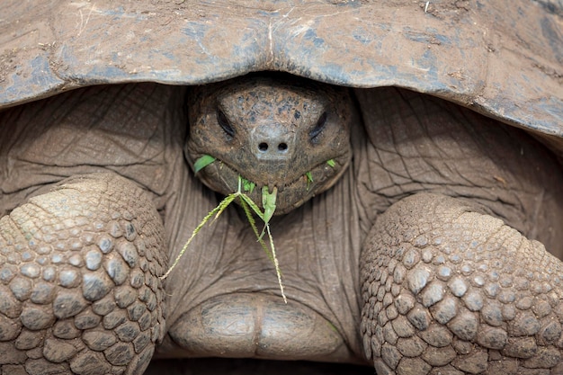 Riesige Galapagos-Landschildkröte