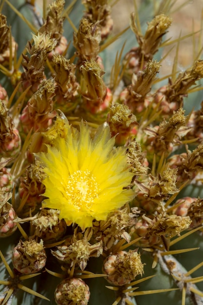 Riesige gelbe Kaktusblüte, umgeben von aggressiven und schützenden Stacheln