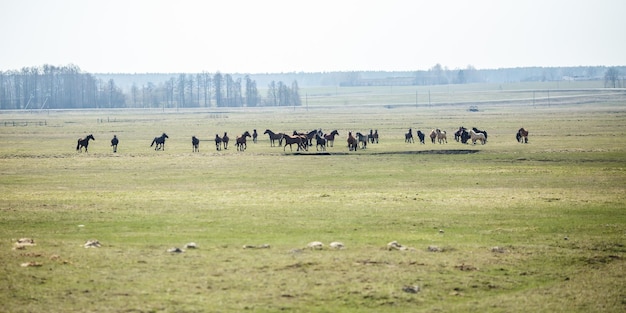 Riesige Herde von Pferden auf dem Feld Belarusian Zugpferderasse Symbol für Freiheit und Unabhängigkeit