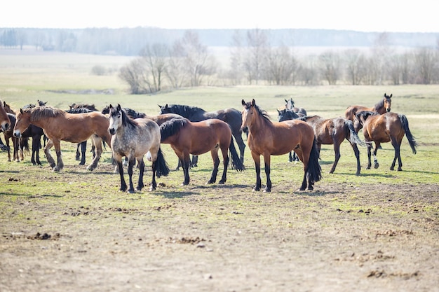 Riesige Herde von Pferden auf dem Feld Belarusian Zugpferderasse Symbol für Freiheit und Unabhängigkeit