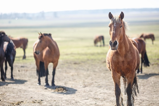 Riesige Herde von Pferden auf dem Feld Belarusian Zugpferderasse Symbol für Freiheit und Unabhängigkeit