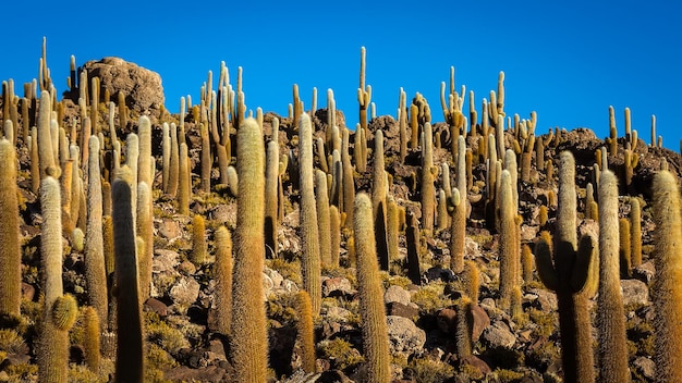 Riesige Kakteen auf der Insel Incahuasi in der flachen Salzwiesenwüste von Uyuni Bolivien