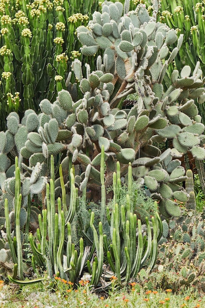 Foto riesige kakteen wachsen in einem botanischen garten auf einem offenen raum.