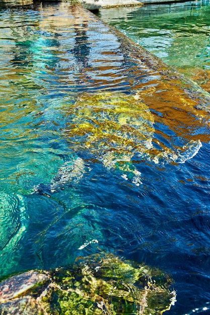 Riesige Meeresschildkröten unter Wasser im Aquarium des Roten Meeres