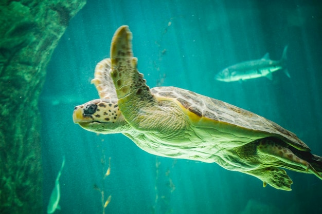 riesige Schildkröte, die unter dem Meer schwimmt