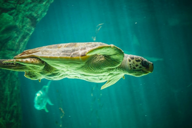 riesige Schildkröte, die unter dem Meer schwimmt