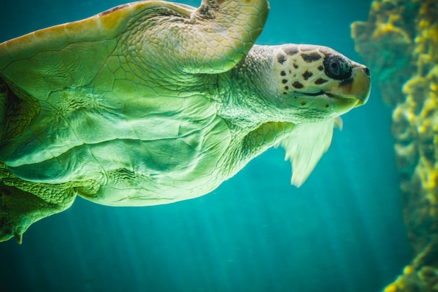 riesige Schildkröte, die unter dem Meer schwimmt