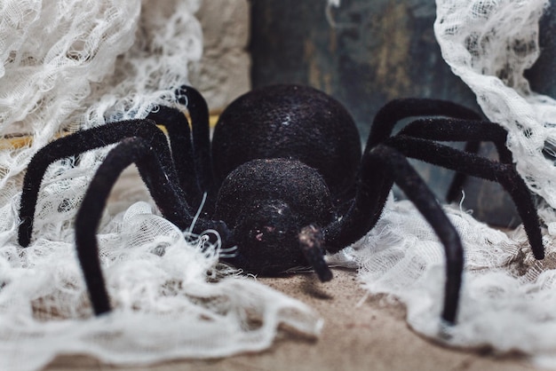 Riesige schwarze Vogelspinne oder Spinne aus nächster Nähe