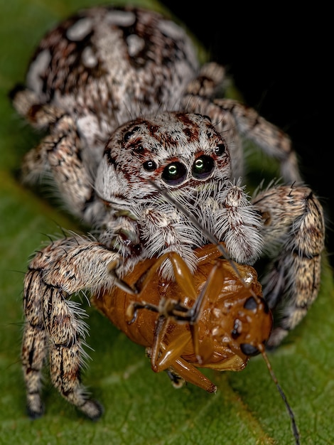 Riesige Springspinne der Unterfamilie Salticinae erbeutet einen erwachsenen Blattkäfer der Unterfamilie Eumolpinae