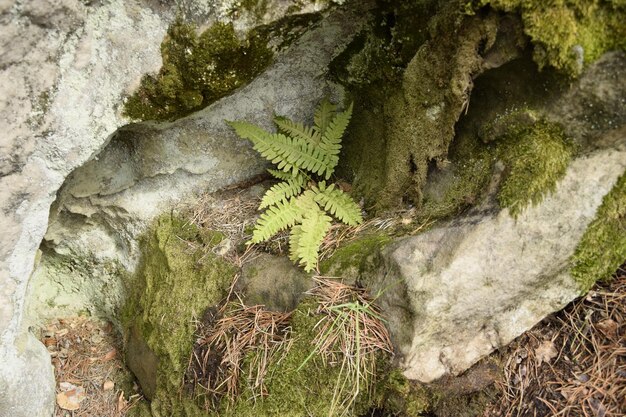 Riesige Steine in einem Frühlings-Kiefernwald Skripino-Dorf Uljanowsk Russland der Stein im Wald Skrzypinski Kuchury