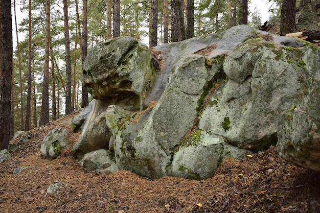 Riesige Steine in einem Frühlings-Kiefernwald Skripino-Dorf Uljanowsk Russland der Stein im Wald Skrzypinski Kuchury