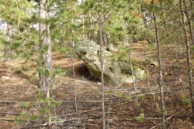 Riesige Steine in einem Frühlings-Kiefernwald Skripino-Dorf Uljanowsk Russland der Stein im Wald Skrzypinski Kuchury