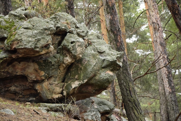 Riesige Steine in einem Frühlings-Kiefernwald Skripino-Dorf Uljanowsk Russland der Stein im Wald Skrzypinski Kuchury