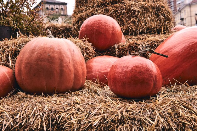 Riesige und dekorative Minikürbisse auf dem Bauernhofmarkt stehen auf Heugarben. Thanksgiving-Ferienzeit und Halloween-Dekor.