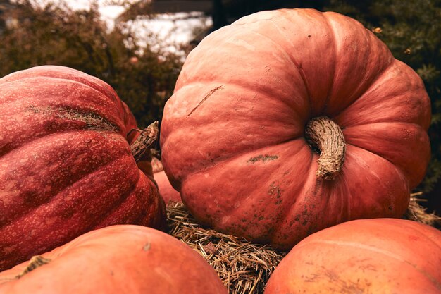 Riesige und dekorative Minikürbisse auf dem Bauernhofmarkt stehen auf Heugarben. Thanksgiving-Ferienzeit und Halloween-Dekor.