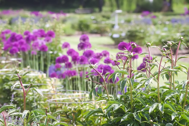 Riesige violette Allium Giganteum Blumen