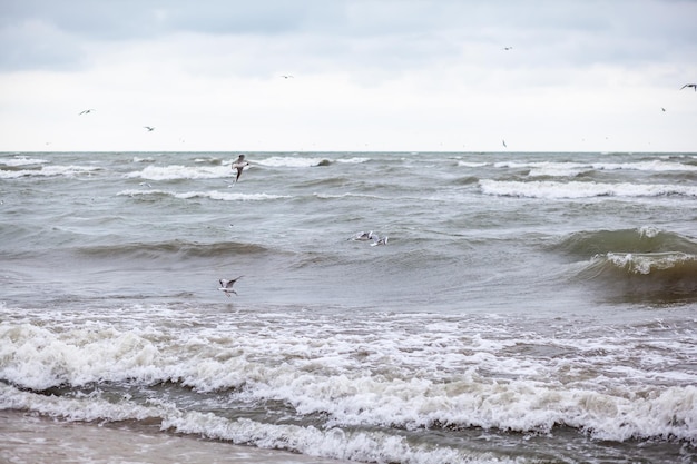 Riesige Wellen toben im Meer und Möwen in der Gischt der Wellen. Vögel fliegen über die Wellen