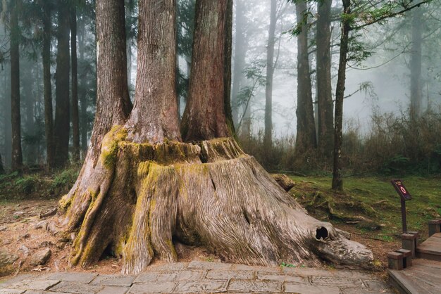 Riesige Wurzel von langlebigen Cedar Trees mit Moos im Wald in Alishan National Forest Recreation Area in Chiayi County, Alishan-Gemeinde, Taiwan.