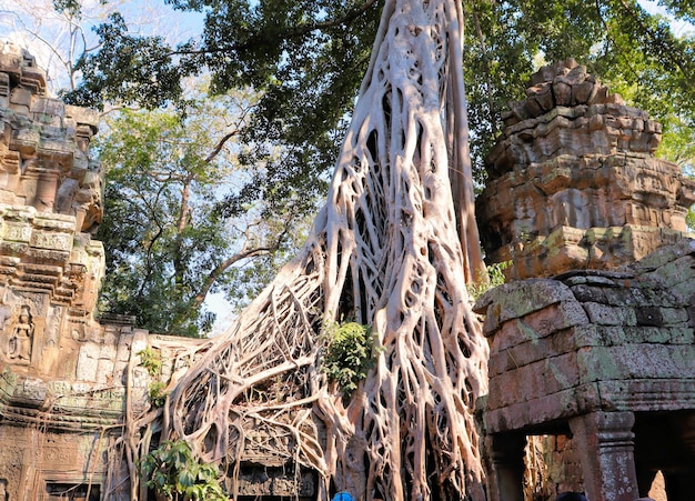 Riesige Wurzeln von Dschungelbäumen in den Tempeln von Kambodscha