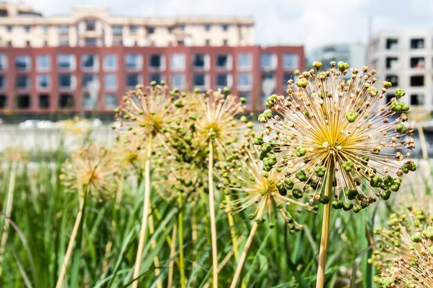 Foto riesige zwiebel ruiting dolden. allium giganteum samenköpfe auf dem hintergrund von gebäuden