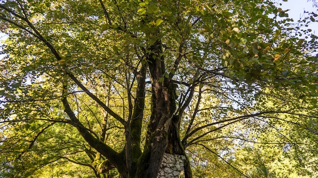 Riesiger alter Baum bedeckt mit Moos, Arboretum in Suchum, Abchasien.