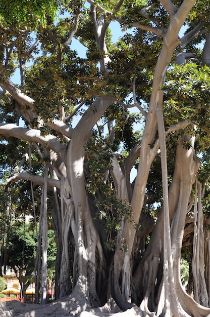 Riesiger alter Ficusbaum im Garten