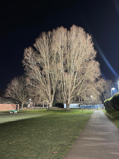 Riesiger Baum im Park nachts beleuchtet