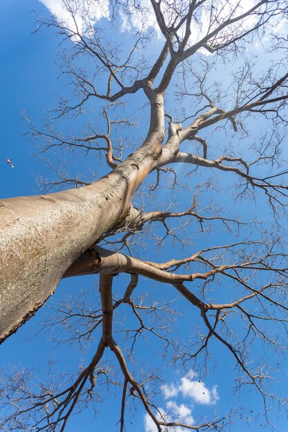 Riesiger Baum mit perspektivischer Ansicht von unten nach oben