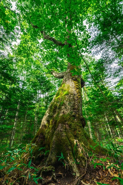 Riesiger Baum von Quercus crispula