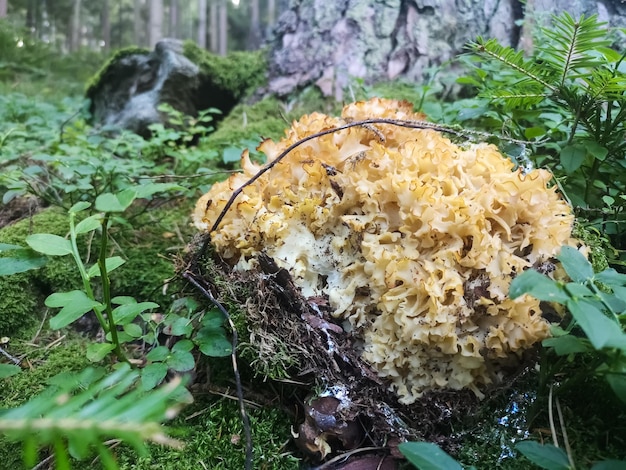 Foto riesiger frischer gackernder hühnerpilz im grünen wald im sommer