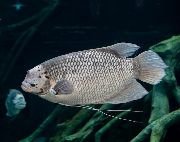 Riesiger Gourami-Fisch im Tank