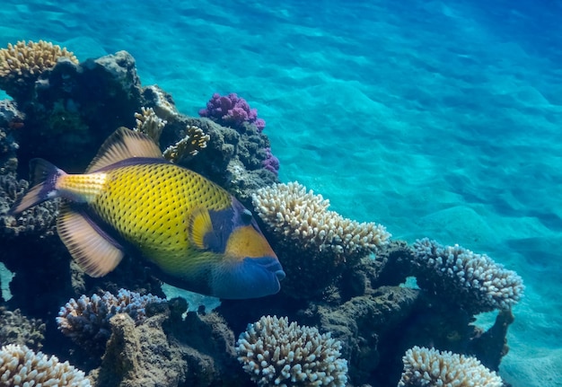 Riesiger grüner Drückerfisch, der in der Nähe von Korallen im klaren Wasser schwebt