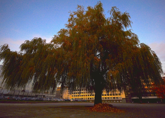 Riesiger Herbstbaum in der Stadt