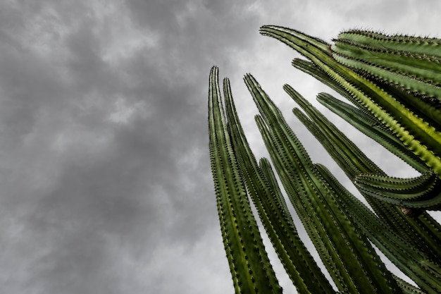 Riesiger Kaktus vor dramatisch bewölktem Himmel