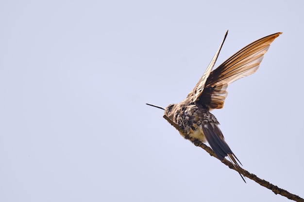 Riesiger Kolibri Patagona gigas